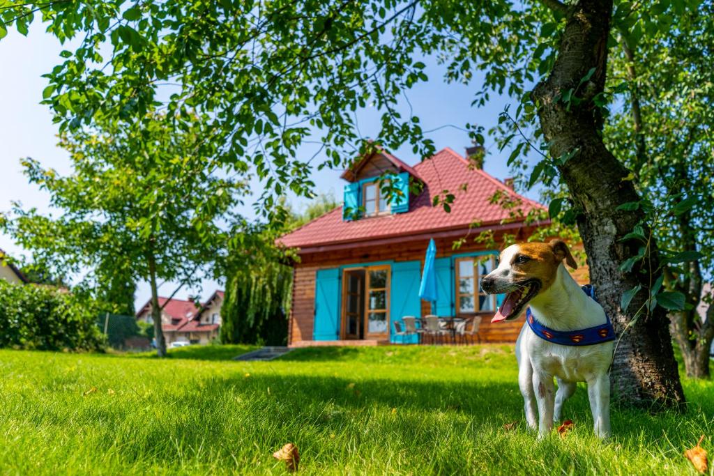 帕克Bay House Puck的站在房子前的树旁的狗