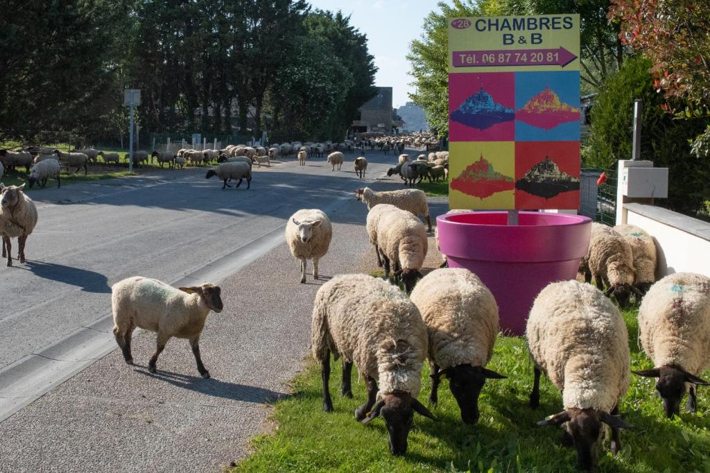 ArdevonMon Saint Michel的一群羊在路边放牧