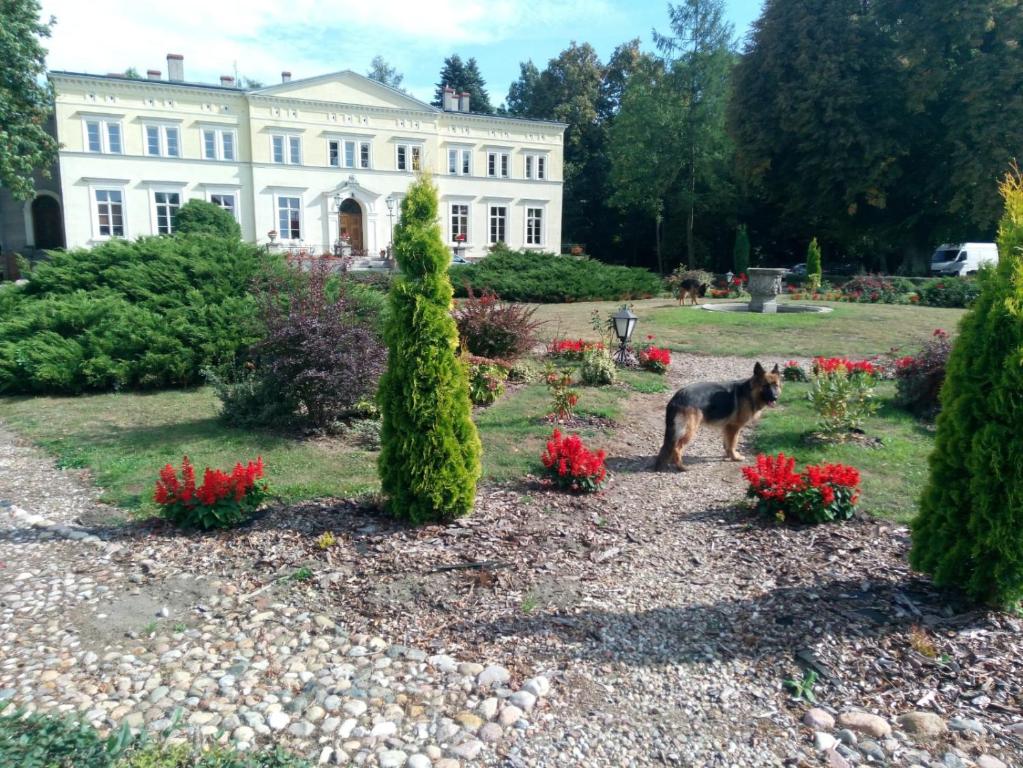 KwilczPałac Kwilecki -AGROTURYSTYKA PREMIUM & SPA的一只狗站在白色房子前面的花园中