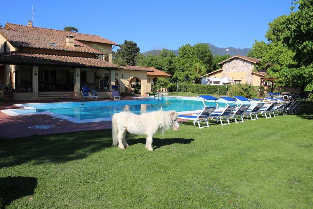 圣朱利亚诺-泰尔梅Podere San Paolo的站在游泳池前的白色小马