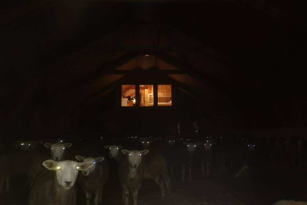 莱旺厄尔Unik fjøsleilighet的一群羊站在黑暗中