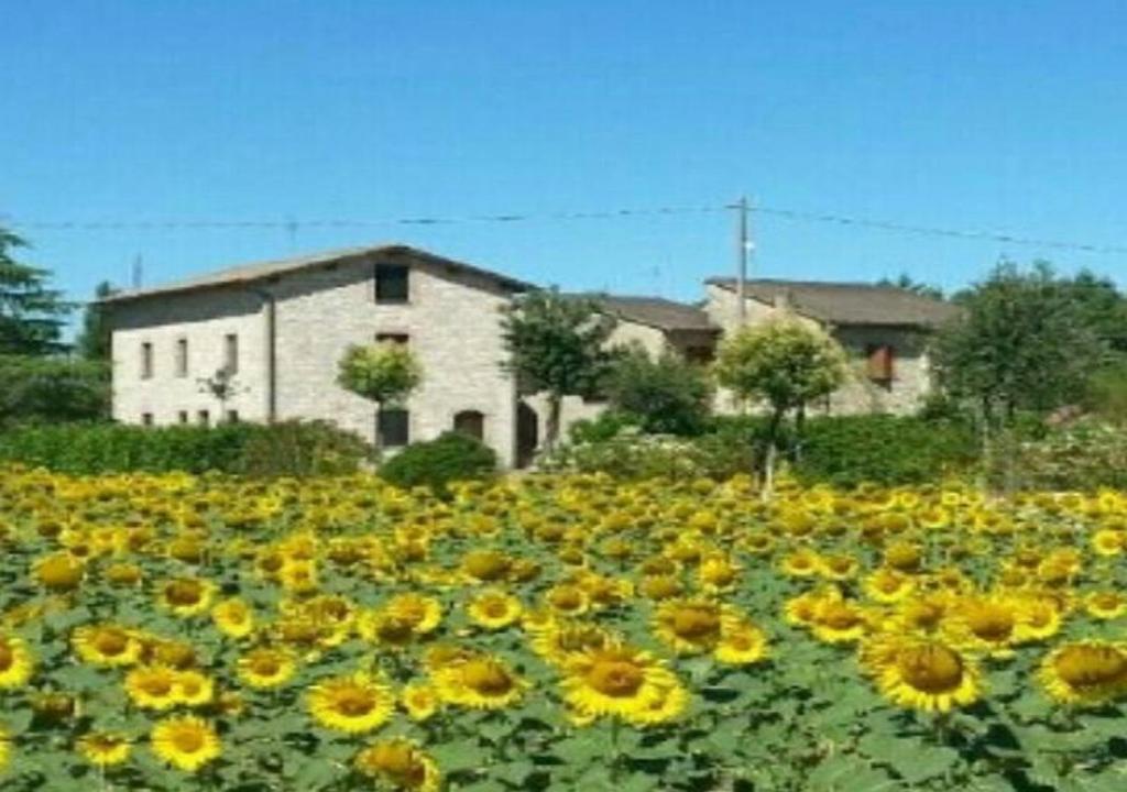 阿西西Agriturismo"Il Sagrato di Assisi" appartamenti,camere的房屋前的向日葵