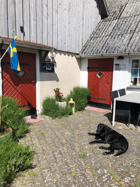 Hammenhög苏德加达奥斯特拉住宿加早餐旅馆的一只黑狗躺在建筑物前面的地面上