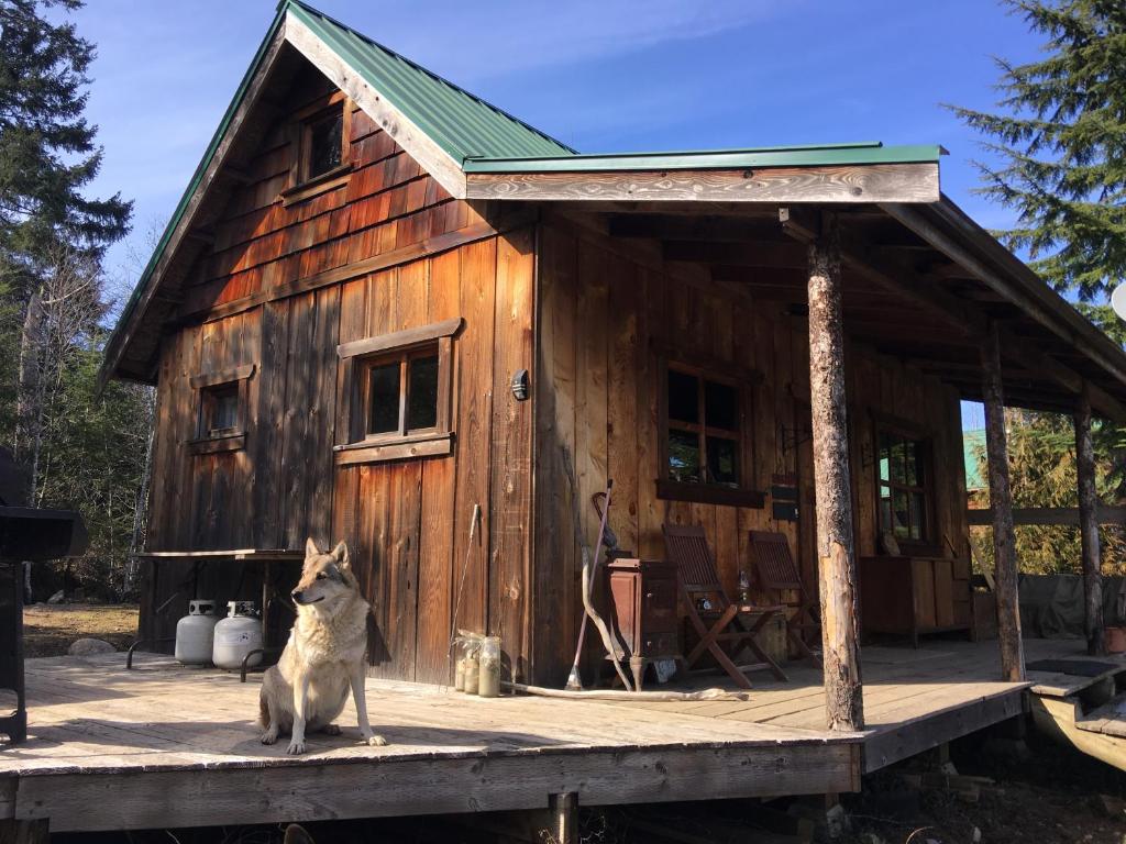 Shawnigan LakeMaple Heart Ranch的一只狗坐在小木屋前