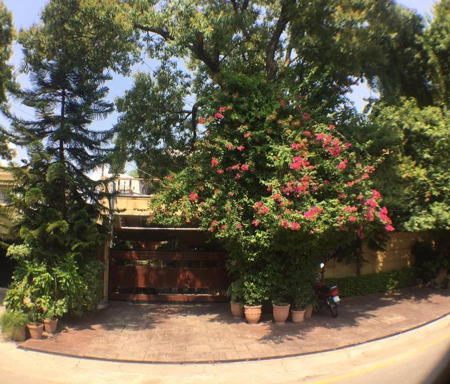 伊斯兰堡E Lodge的一群植物,花盆里是粉红色的