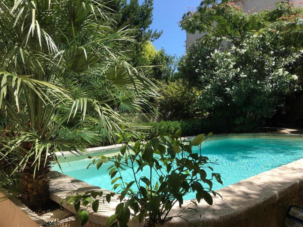 阿普特库温特酒店的棕榈树花园内的游泳池