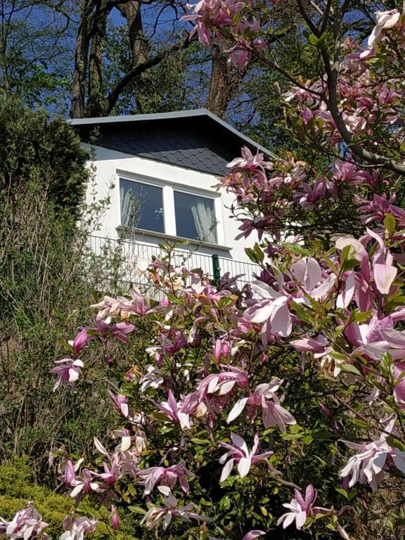 皮尔纳Das Ferienhaus mit Aussicht的前面有粉红色花的白色房子