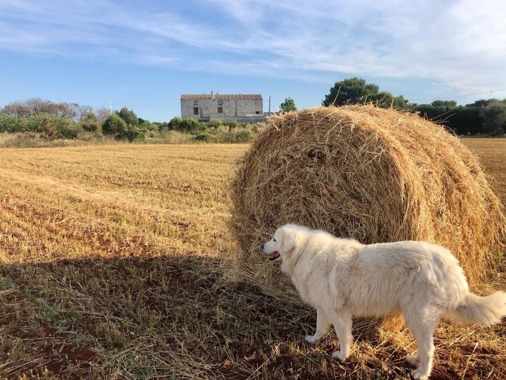 奥特朗托Agriturismo La Palascìa Masseria Agreste的一只白狗站在一堆干草旁边
