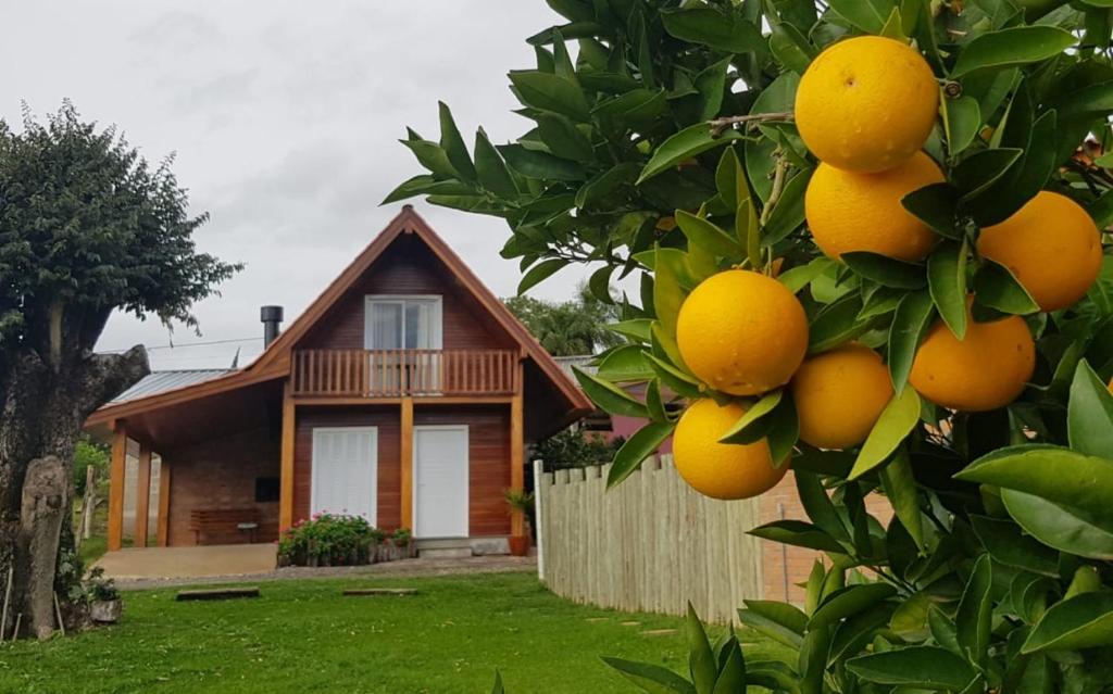 本图贡萨尔维斯Cabana no Vale dos Vinhedos的房子前面的橘子树
