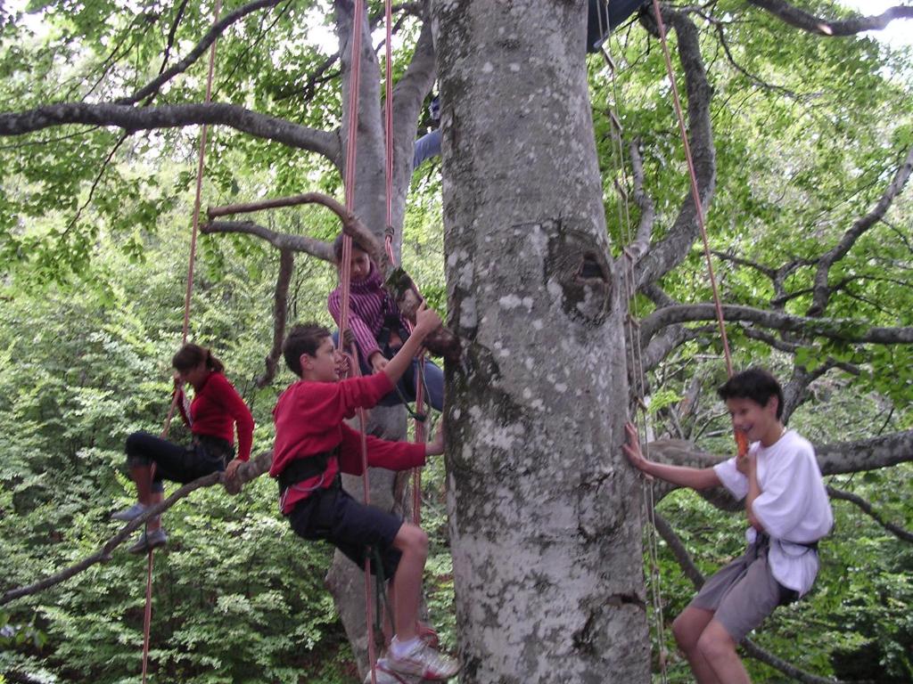 Hotonnes佩拉斯旅馆的一群人摇摆着树