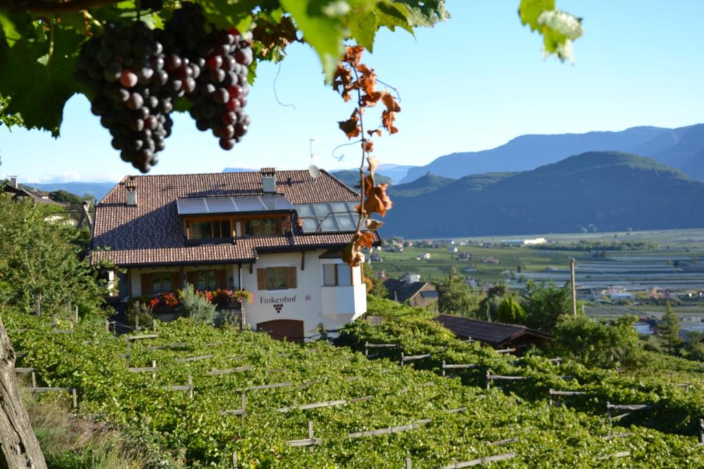 泰尔梅诺Finkenhof: Ferienwohungen - Urlaub auf dem Bauernhof的山坡上一所房子,有一堆葡萄
