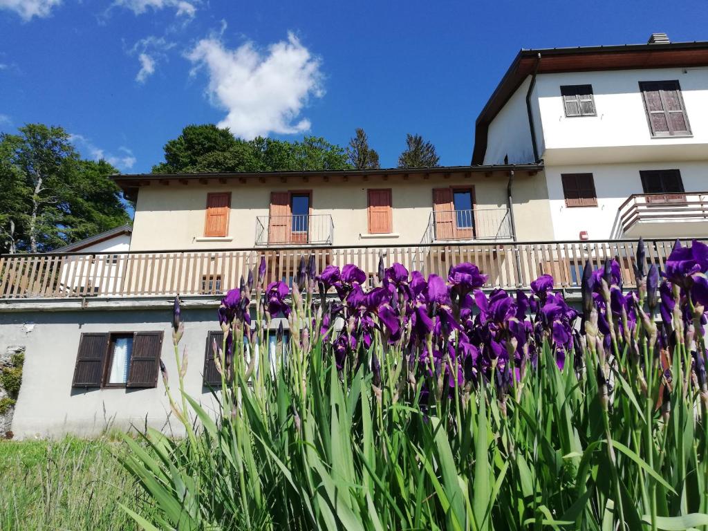 DumenzaRifugio Campiglio的一座建筑前的一大束紫色花