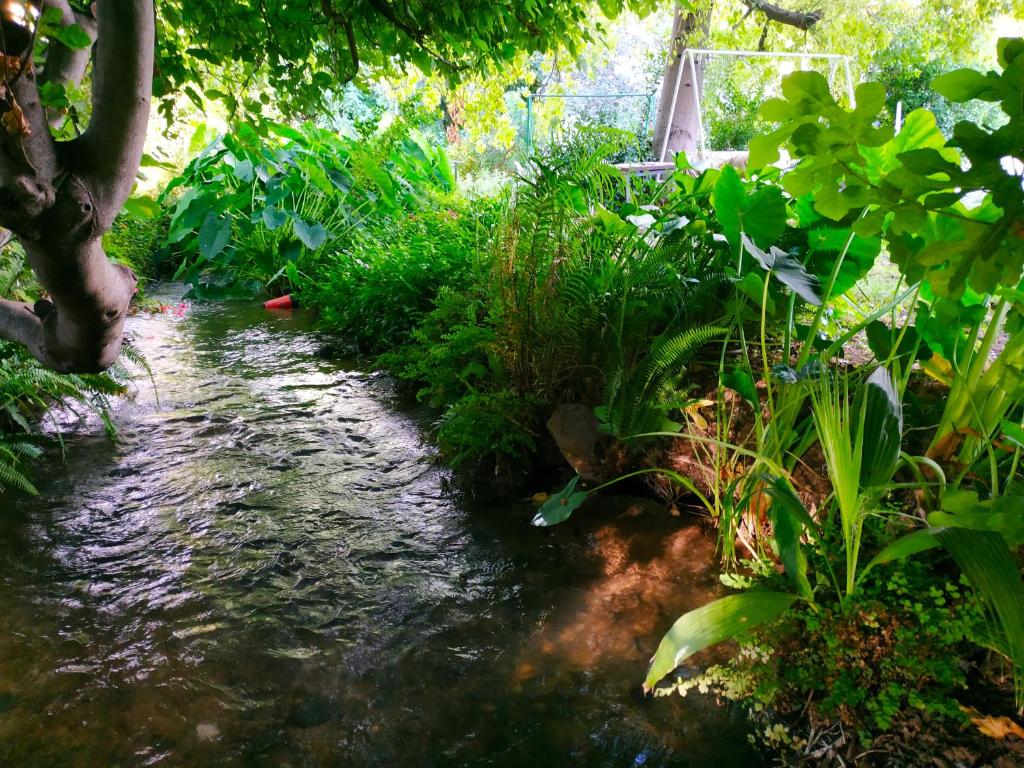 哈戈什里姆Cute Apartment hagoshrim的花园中种有植物的溪流