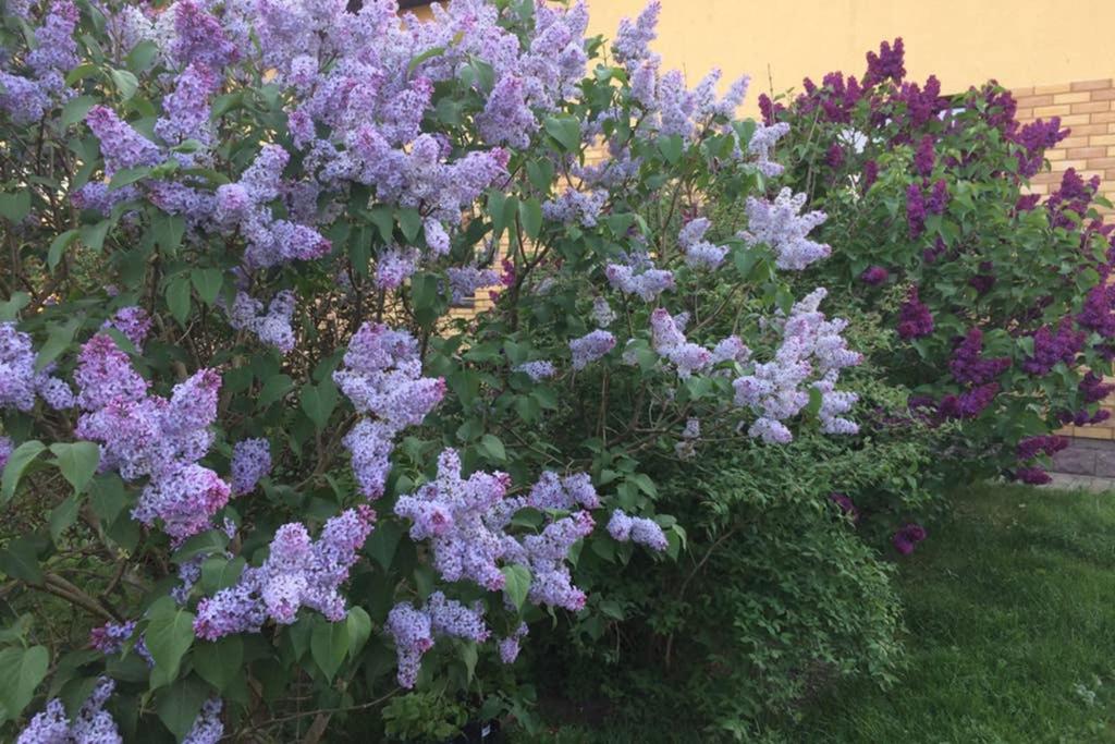 帕兰加ATOSTOGAUTI GERA的花园里的一束紫色花