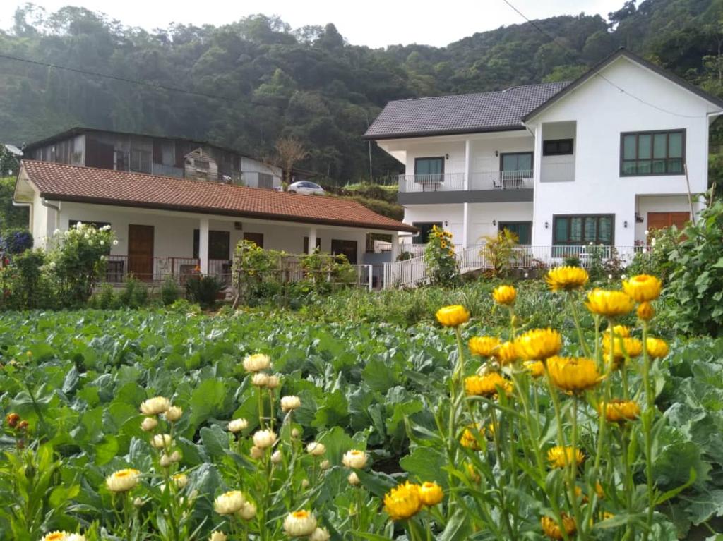 金马仑高原Ng Family’s Farm Stay的一座房子前面的一片黄花
