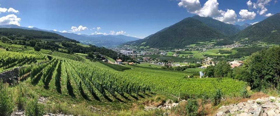 罗萨BUEHLERHOF Agriturismo, Obst-&Weingut, Urlaub mit Hund, Pferde, Bauernhof, Brixen的一座位于山谷中的葡萄园,以群山为背景