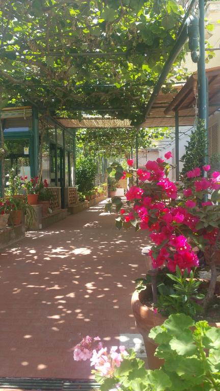 卡普里Villa dei fiori B&B的建筑中一条带粉红色花的走道
