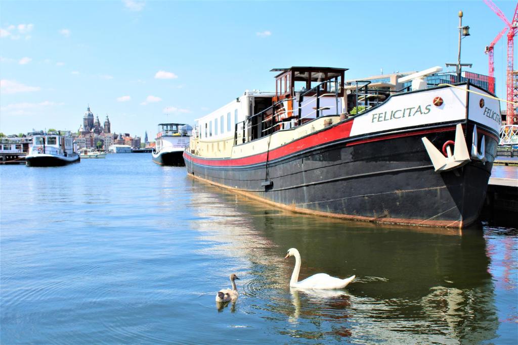 阿姆斯特丹Felicitas的船旁水中两个天鹅