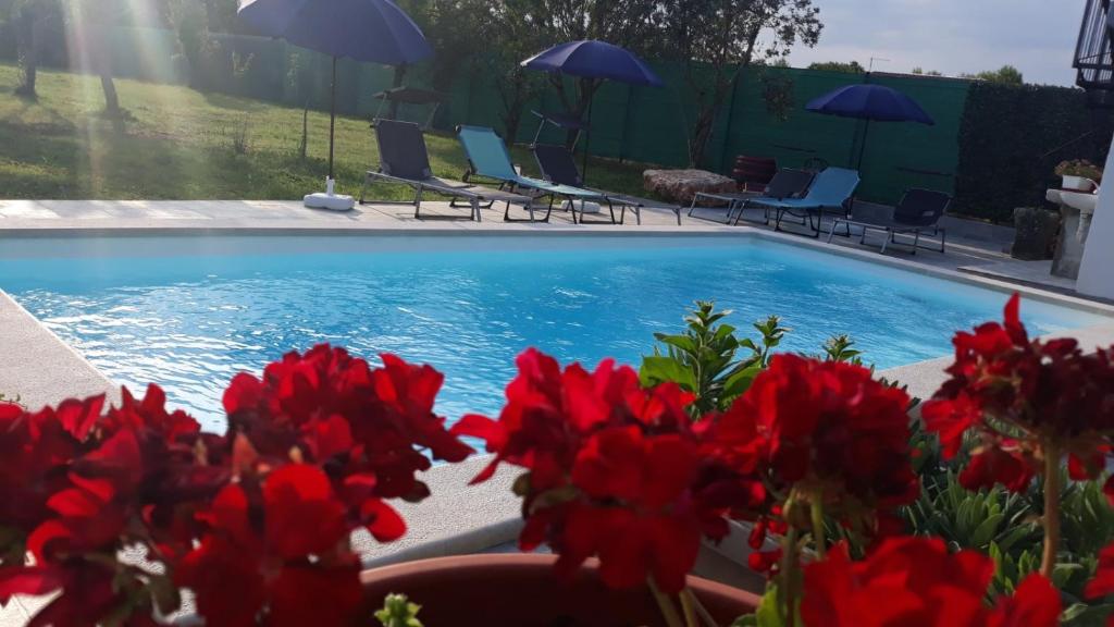 沃德年Holiday Home Dioniza的一座游泳池,里面摆放着红色的鲜花、椅子和遮阳伞