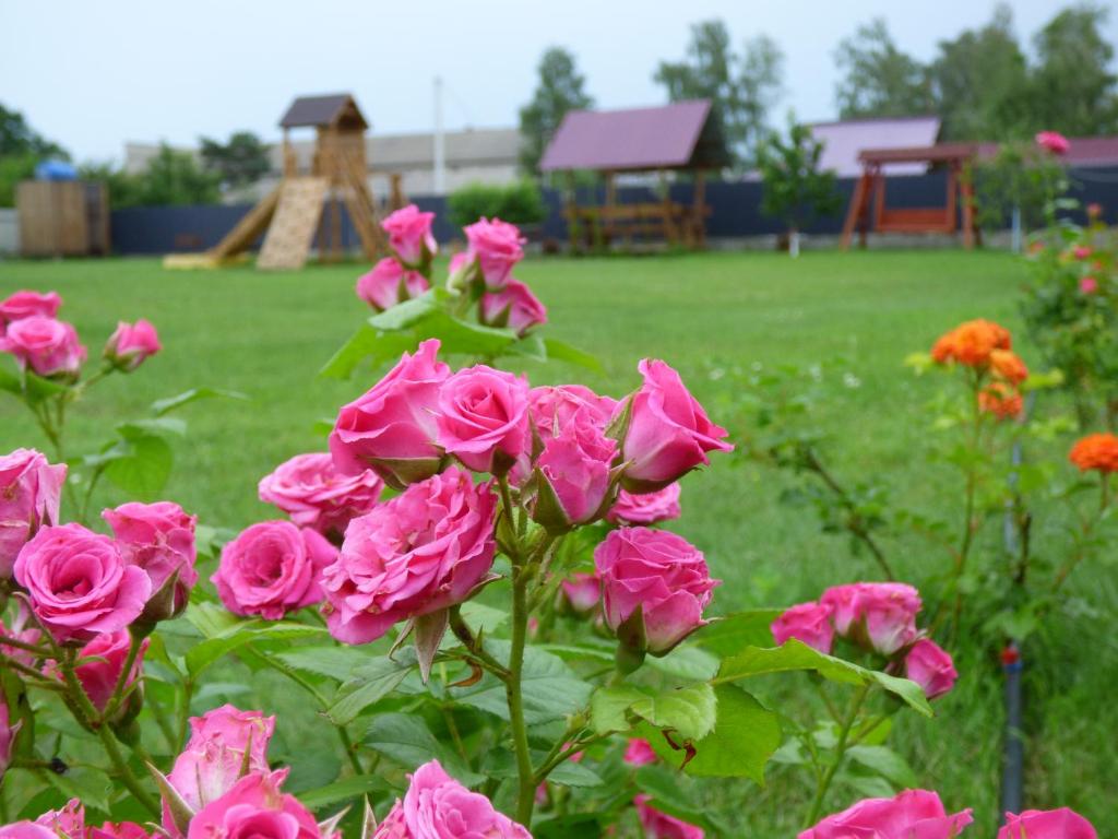 PulʼmoПриватна Садиба "У Оксани"的花园里的一束粉红色玫瑰