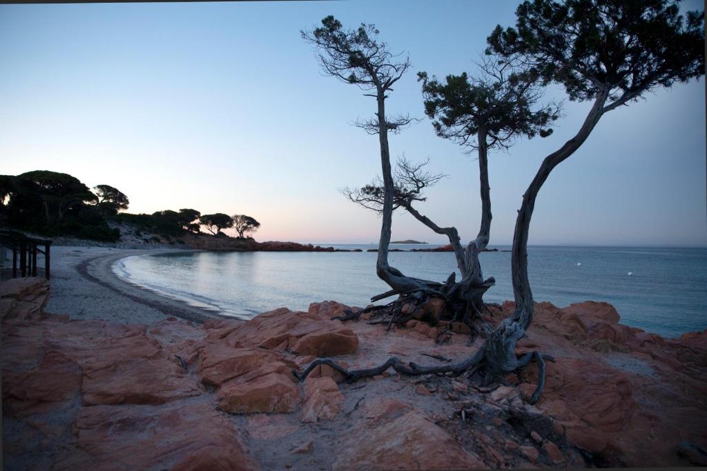 维琪奥港Résidence U LATONU - Palombaggia的水边岩石海滩上的两棵树