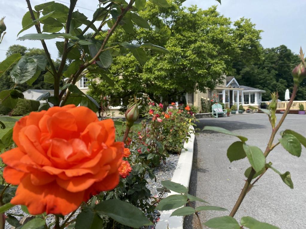 卡舍尔copperfield house的花园中街道旁的橙花