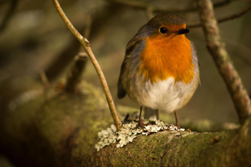 the red red robin cottage