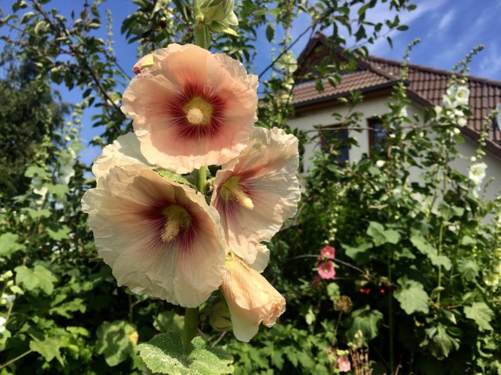 米德尔哈根Ferienwohnung Stockrose的两朵粉红色的花在房子前面