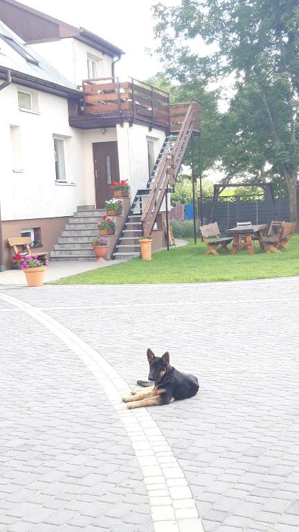 KaletnikRanczo Kaletnik的一只黑狗躺在房子前面的地上