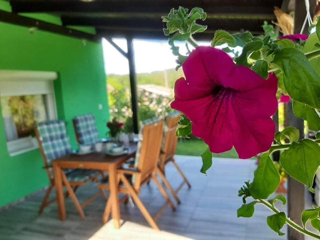 ČaglinRuralna kuća za odmor Viktorija的一张桌子和椅子上大粉红色的花