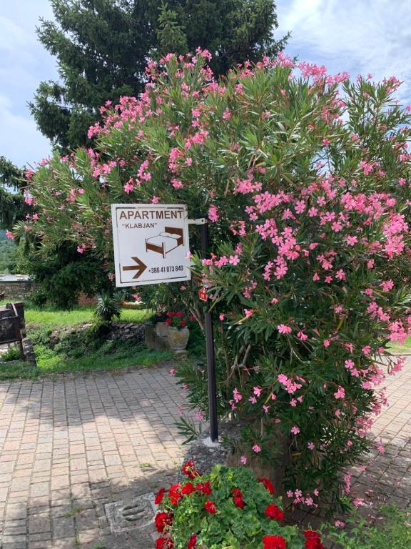 OspApartmaji Klabjan - Kaki的树前有粉红色花的标志