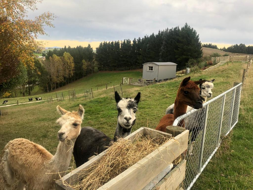 奥玛鲁The Shepherd's Rest的一群驴子靠在围栏上吃草
