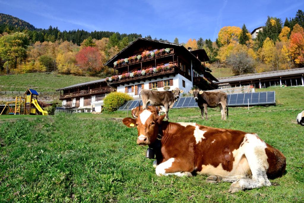 布列瑟农Wegscheiderhof的两头奶牛躺在建筑物前面的田野里