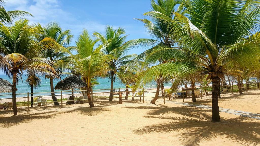 因巴塞恩特沃特斯酒店的海滩上一棵棕榈树和大海