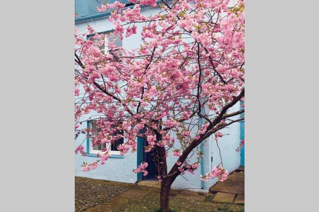 科克茅斯Albion Cottage的蓝色房子前有粉红色花的树