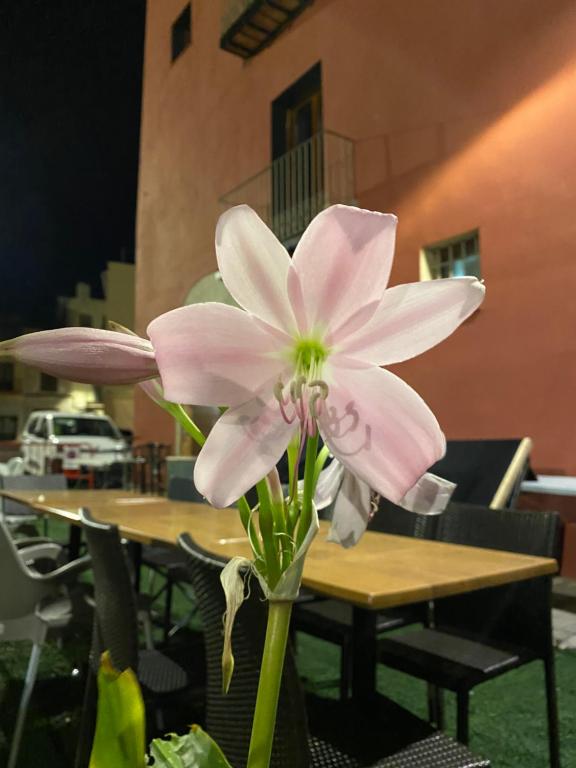 圣马特奥Restaurant & Rooms Cabrit的桌子前的花瓶里的一个粉红色花