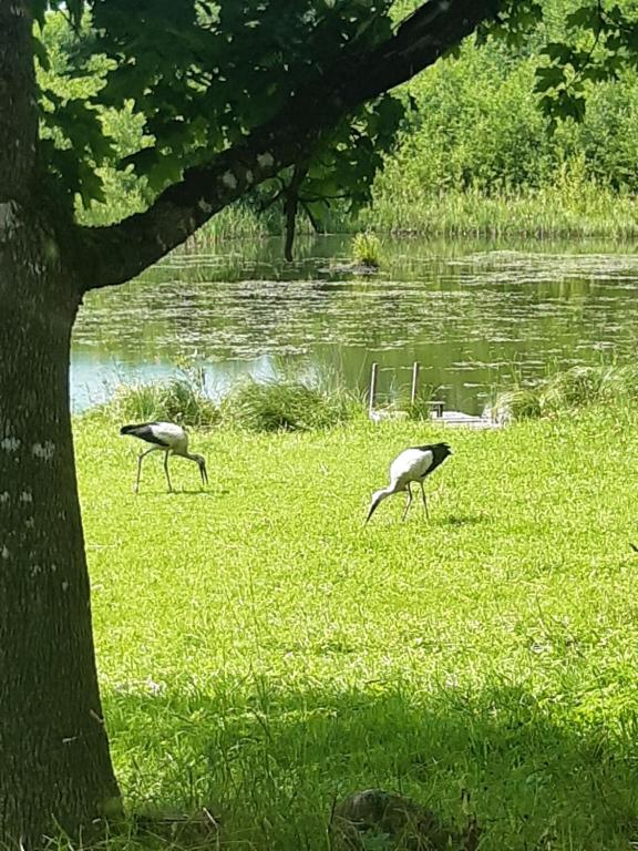 ĒrgļiNature的两只鸟在树旁的草上放牧