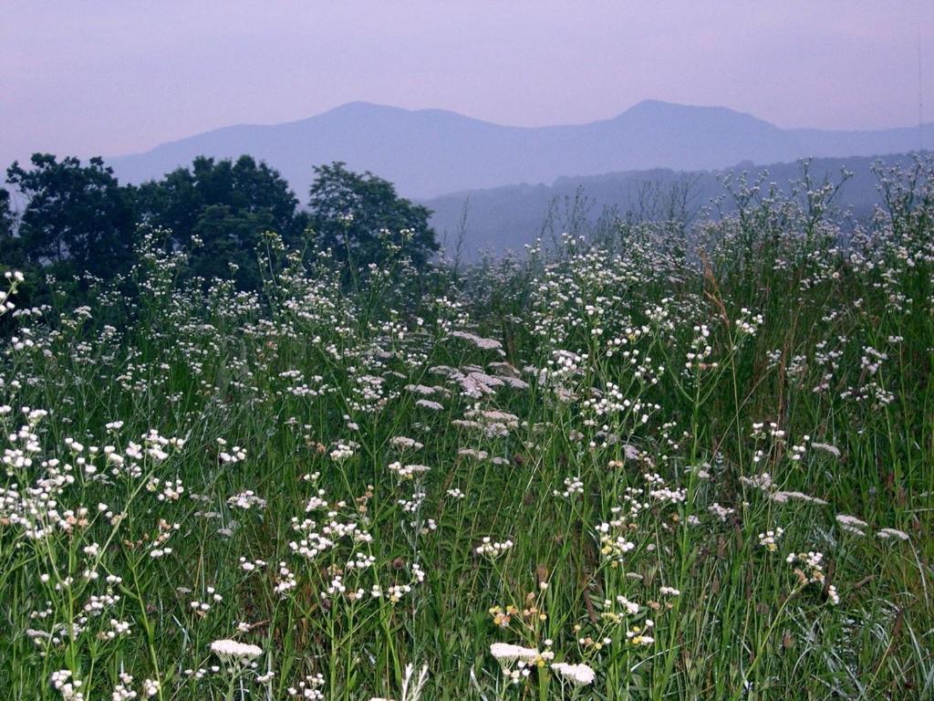 Buena VistaHeartstone Country Retreat的田野里满是白色花的田野