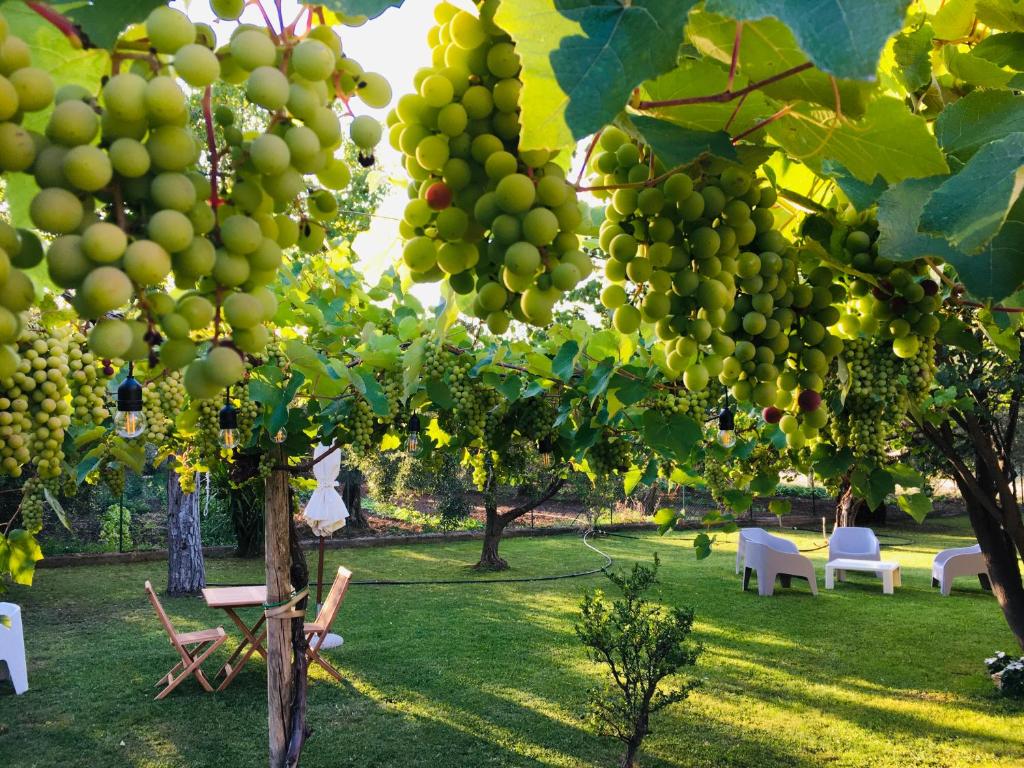 LarinoAz. Agr. Parco dei Buoi的挂在树上的一束绿色葡萄