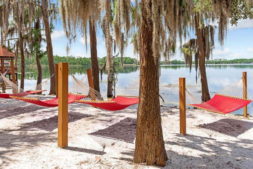 奥兰多Hilton Vacation Club Grand Beach Orlando的树旁海滩上的一组吊床