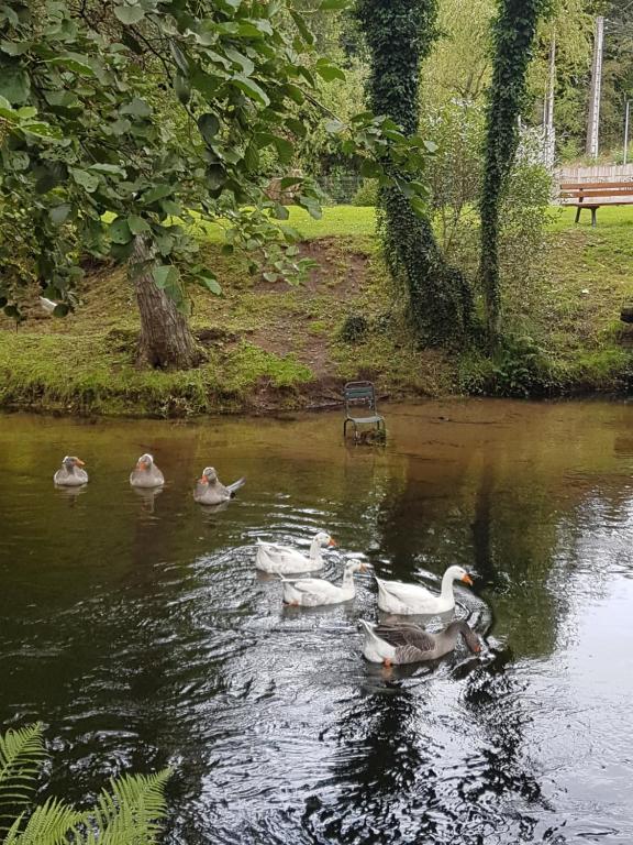 皮耶尔佩尔塞埃LA MAISON DE LOUISE的一群鸭子在池塘里游泳