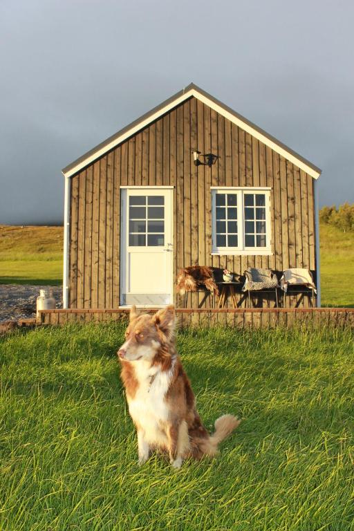 瓦玛里德Sólheimagerði Guesthouse的坐在房子前面的草上的一个猫