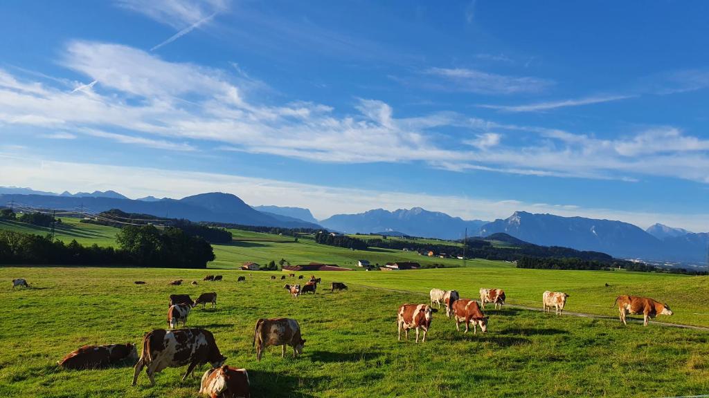 塞基兴Idyllische Designer-Apartments am Bio-Bauernhof in SalzburgerSeenland Schmiding 10的一群牛在绿色的田野里放牧
