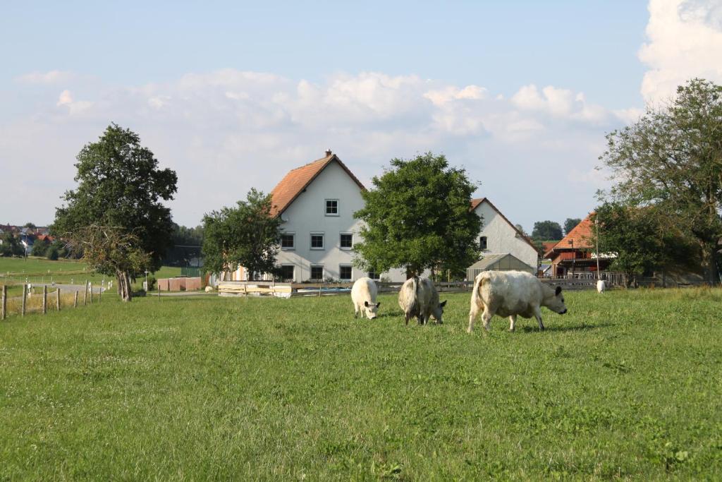 奥克森豪森Traubshof的三头牛在房子前面的田野里放牧
