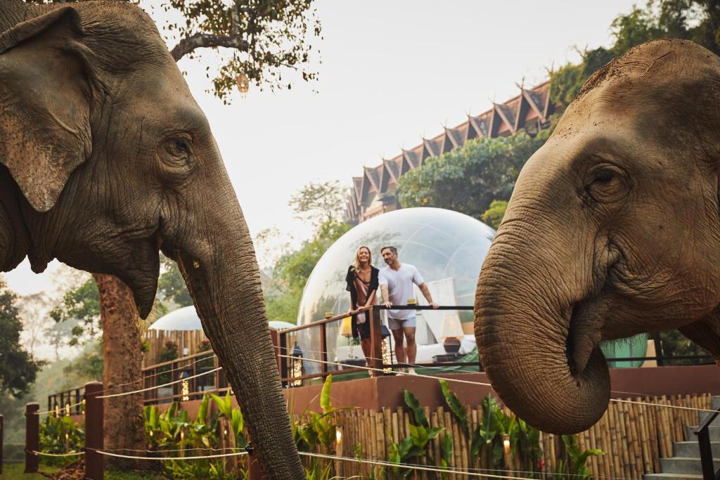 金三角Anantara Golden Triangle Elephant Camp & Resort的两个人站在两头大象前面