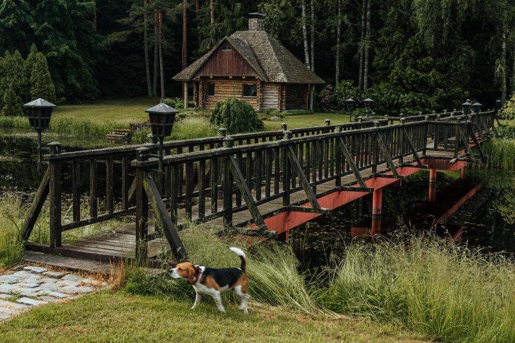 库尔迪加Log Cabin的一条狗站在水体上的桥上