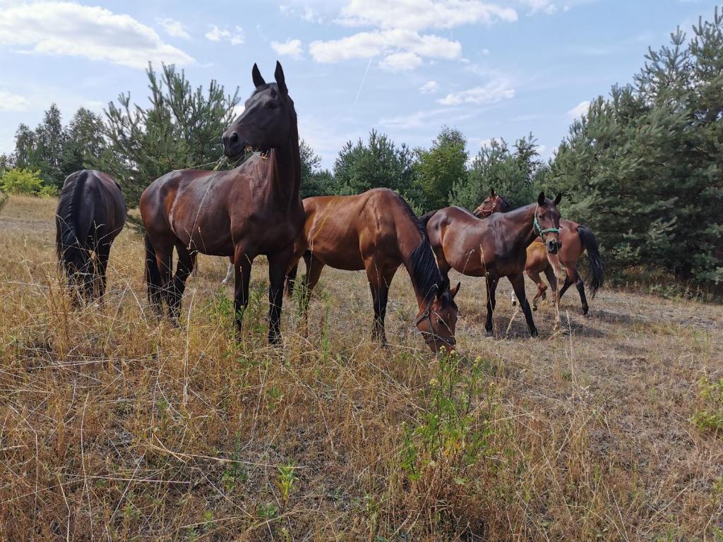 斯特雷库夫Agroturystyka Klęk的一群马在田野里放牧