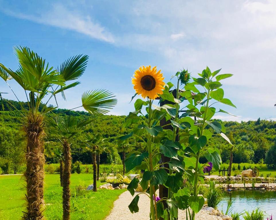 PihovecPrivate Village Resort的棕榈树旁花园中的向日葵