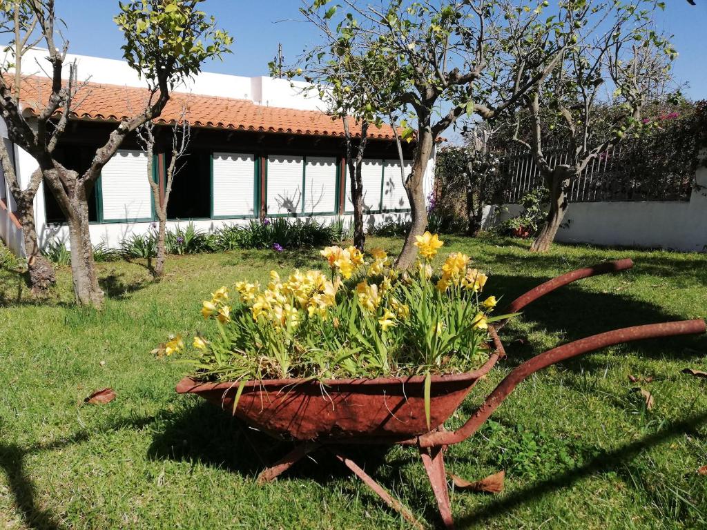 绍萨尔CASA RURAL LIMÓN Y SOL的坐在院子里的草上的一个花盆