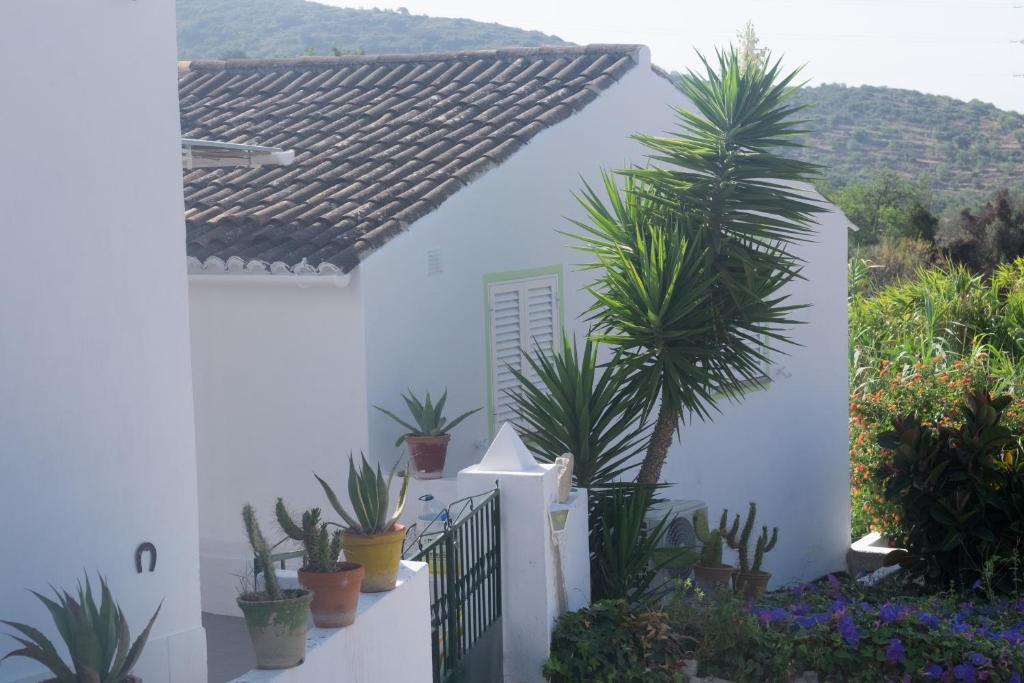法鲁Casa Da Cabeça的棕榈树和植物的白色房子